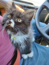 Lost Male Cat last seen Near Camp Swatara Rd, Myerstown, PA 17067, Myerstown, PA 17067