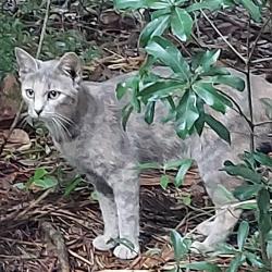 Found/Stray Unknown Cat last seen Ferdon Blvd Crestview, Crestview, FL 32539