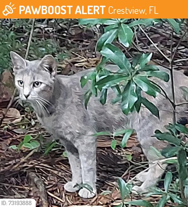 Found/Stray Unknown Cat last seen Ferdon Blvd Crestview, Crestview, FL 32539