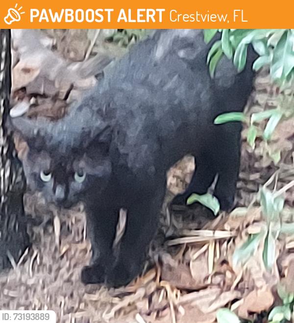 Found/Stray Unknown Cat last seen Ferdon Blvd Crestview, Crestview, FL 32539