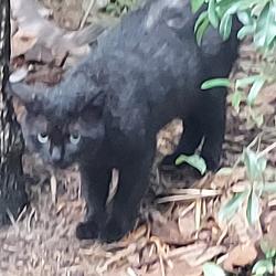 Found/Stray Unknown Cat last seen Ferdon Blvd Crestview, Crestview, FL 32539