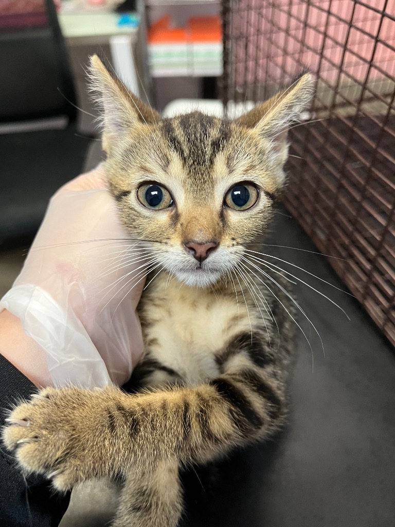 Shelter Stray Female Cat last seen Bexar County, 3353 Morningside Dr, New Braunfels, TX 78132, USA