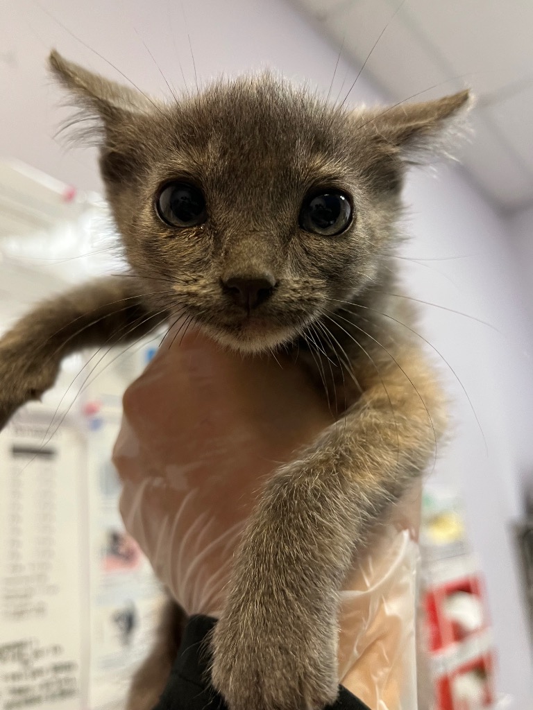 Shelter Stray Female Cat last seen Bexar County, 3353 Morningside Dr, New Braunfels, TX 78132, USA