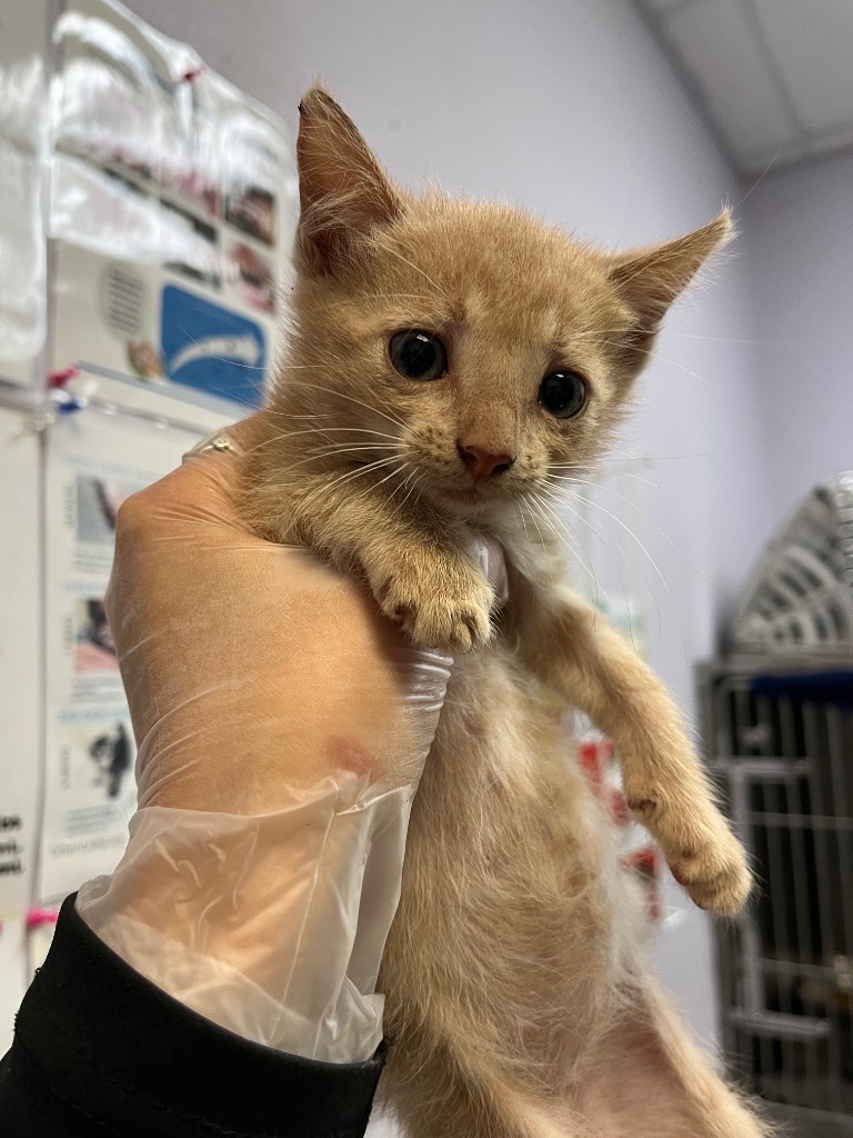 Shelter Stray Female Cat last seen Bexar County, 3353 Morningside Dr, New Braunfels, TX 78132, USA
