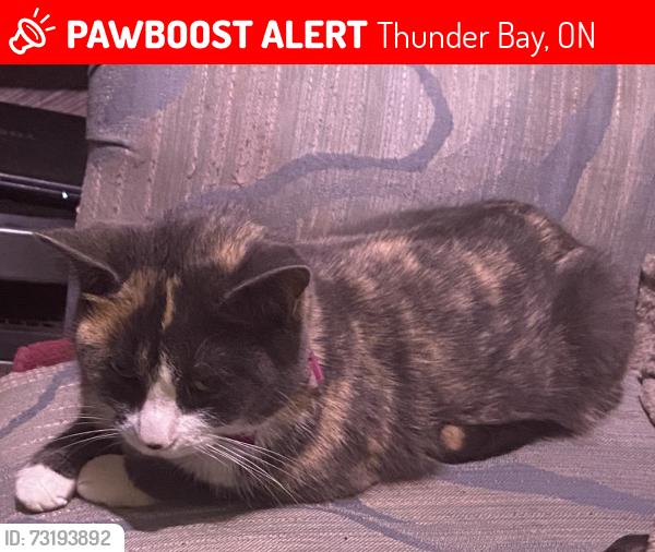 Lost Female Cat last seen Broadmore Ave & Francis st, Thunder Bay, ON 