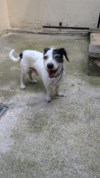 Found/Stray Male Dog last seen Union/Lafayette streets, Newark, NJ 07102