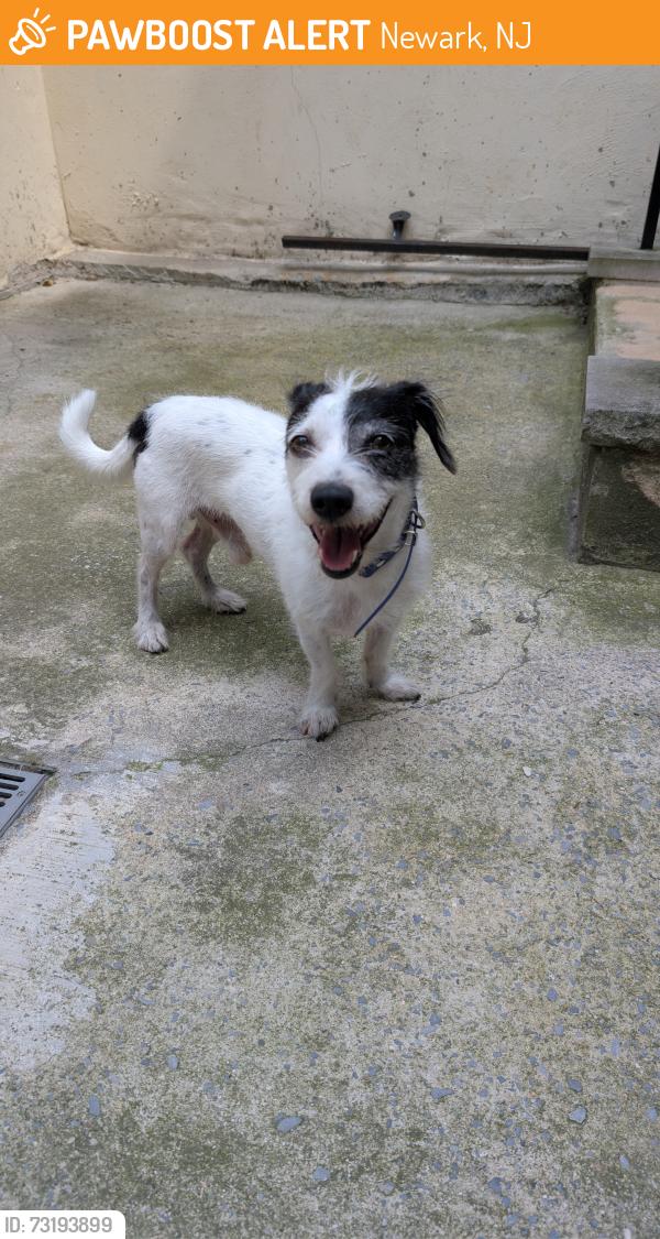 Found/Stray Male Dog last seen Union/Lafayette streets, Newark, NJ 07102