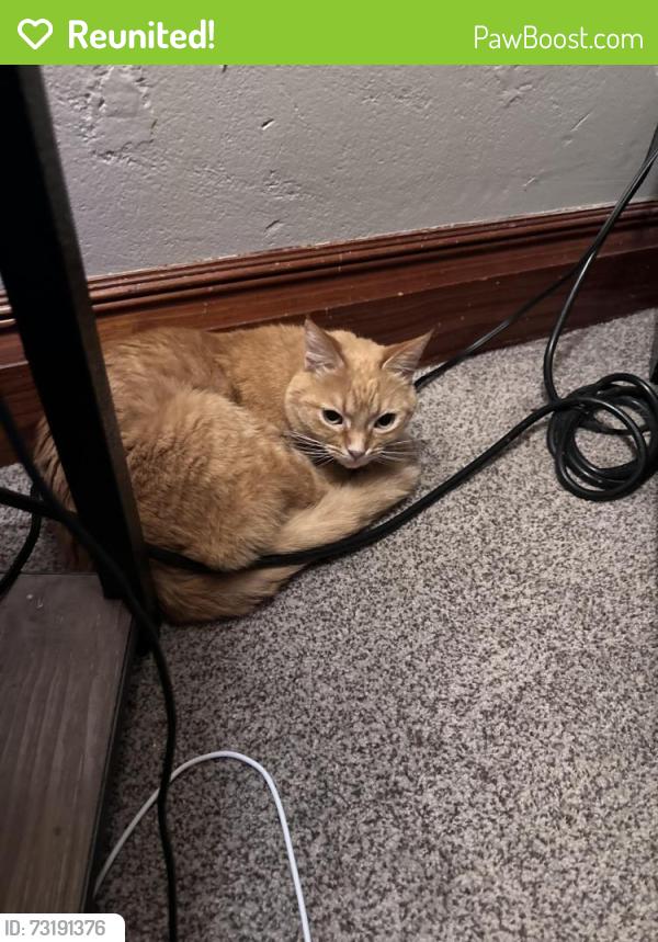 Reunited Female Cat last seen Nebraska street and first street, Elburn, IL 60119