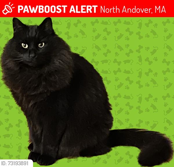 Lost Male Cat last seen Chadwick and Wentworth, North Andover, MA 01845