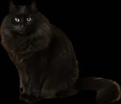 Lost Male Cat last seen Chadwick and Wentworth, North Andover, MA 01845