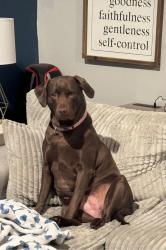 Reunited Female Dog last seen Buttermilk Lane, Hopwood, PA 15445