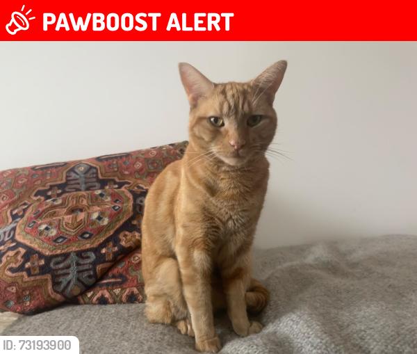 Lost Male Cat last seen Sternhall Lane, Peckham & back of SET Space, Peckham., Greater London, England 