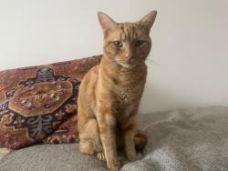 Lost Male Cat last seen Sternhall Lane, Peckham & back of SET Space, Peckham., Greater London, England 