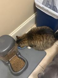 Reunited Male Cat last seen Near Duncans Ridge Way, Fuquay Varina NC, Fuquay-Varina, NC 27526