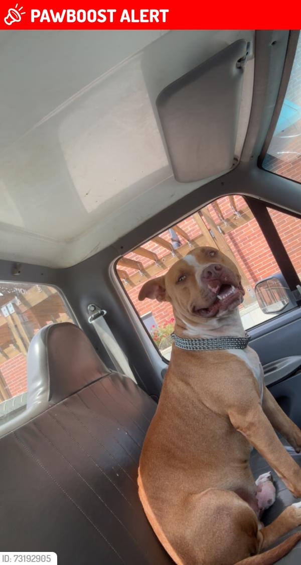 Lost Male Dog last seen Sherrills ford Publix’s, Lake Norman of Catawba, NC 28673