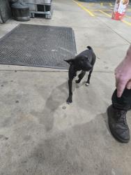 Found/Stray Unknown Dog last seen Grace chapel rd, Caldwell County, NC 28601