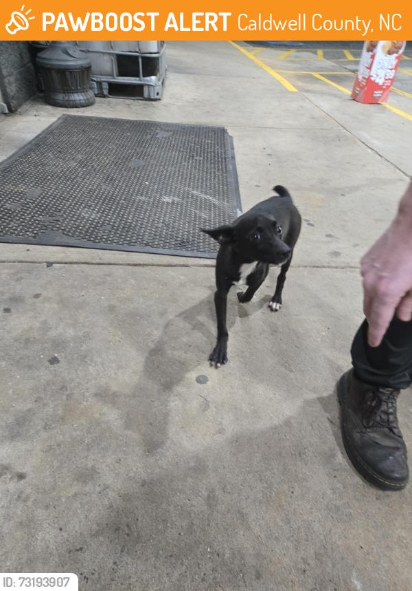 Found/Stray Unknown Dog last seen Grace chapel rd, Caldwell County, NC 28601