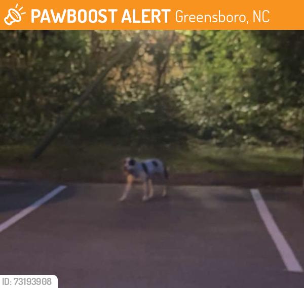 Found/Stray Male Dog last seen Heights at New Garden, Greensboro, NC 27410