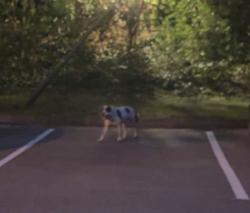 Found/Stray Male Dog last seen Heights at New Garden, Greensboro, NC 27410