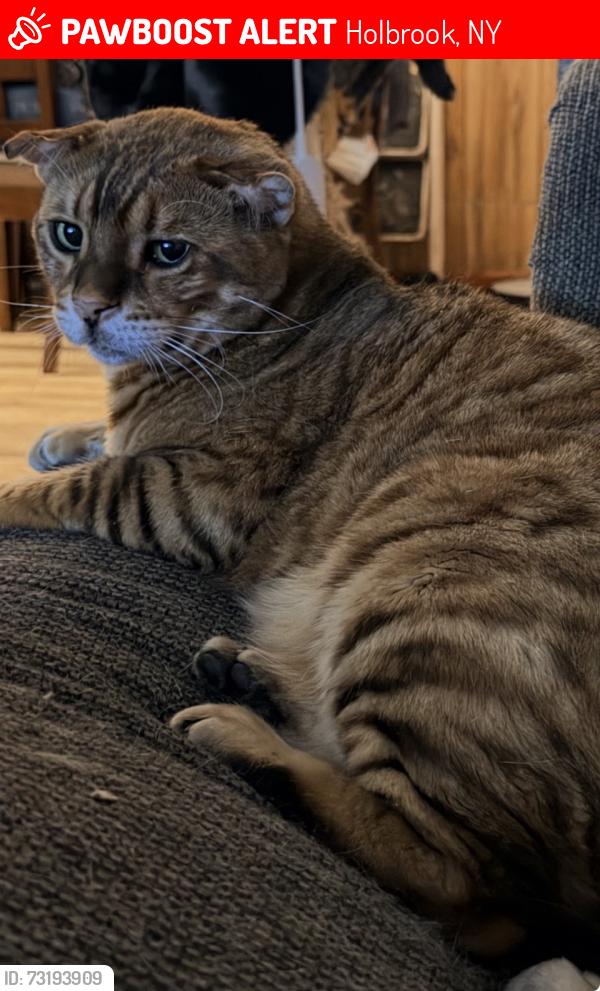 Lost Male Cat last seen Union Ave, Holbrook, NY 11741