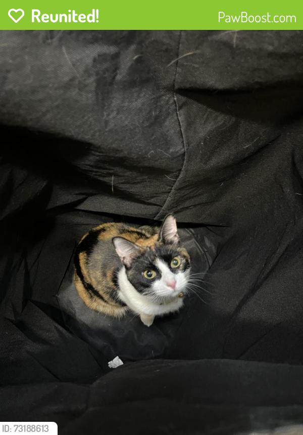 Reunited Female Cat last seen Country Forest Creekside Dr, Magnolia, TX 77354