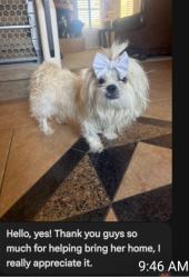 Reunited Female Dog last seen Ashford rf, Horizon City, TX 79928