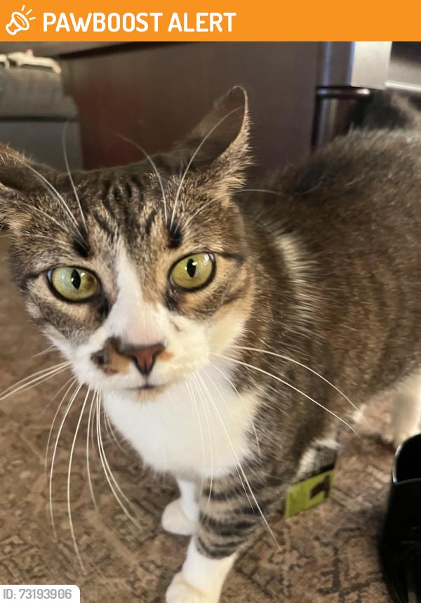 Found/Stray Unknown Cat last seen Lake Conroe Hills, Montgomery County, TX 77318