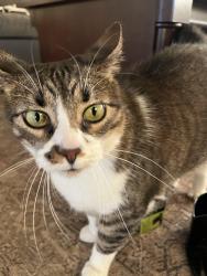 Found/Stray Unknown Cat last seen Lake Conroe Hills, Montgomery County, TX 77318
