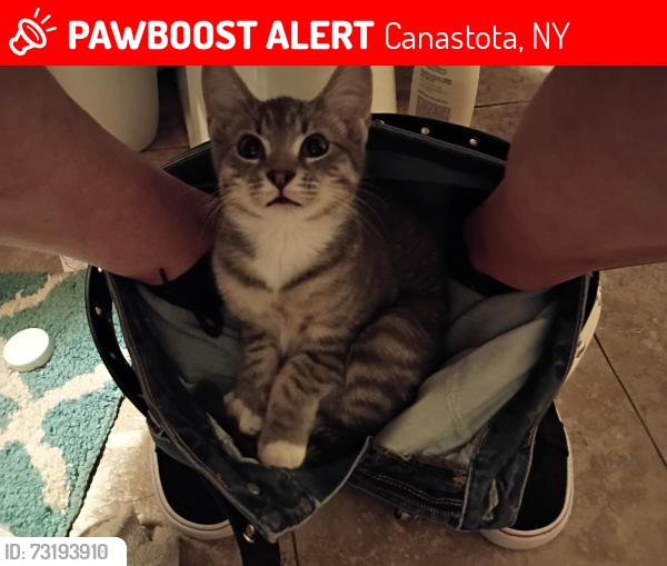 Lost Female Cat last seen Oxbow road, Canastota, NY 13032
