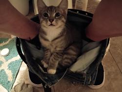 Lost Female Cat last seen Oxbow road, Canastota, NY 13032