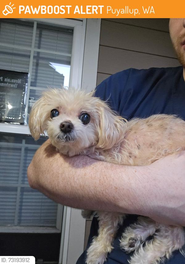 Found/Stray Male Dog last seen 95th and 161st, Puyallup, WA 98375
