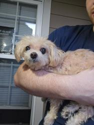 Found/Stray Male Dog last seen 95th and 161st, Puyallup, WA 98375