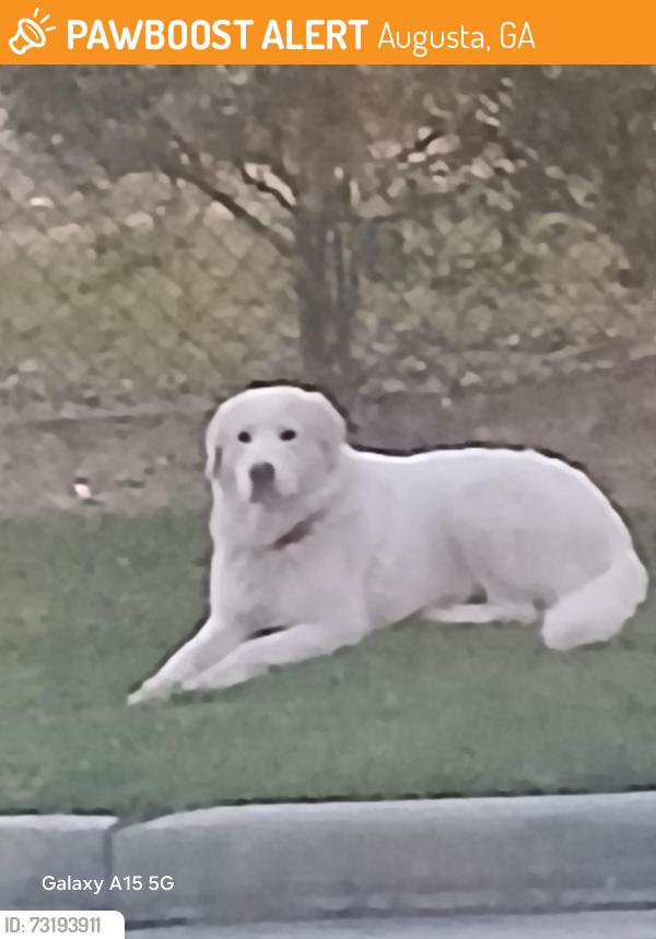 Found/Stray Male Dog last seen Near deans bridge rd, Augusta, GA 30906