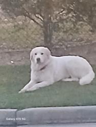Found/Stray Male Dog last seen Near deans bridge rd, Augusta, GA 30906