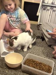 Reunited Male Cat last seen Reddicap hill, Birmingham, England B75 7DS