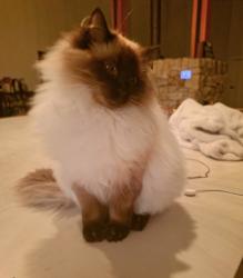 Lost Male Cat last seen Hue Hue Roaf, Jilliby, NSW 2259
