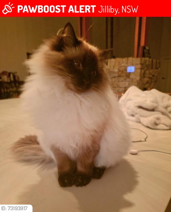 Lost Male Cat last seen Hue Hue Roaf, Jilliby, NSW 2259