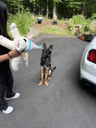 Lost Male Dog last seen Near Perona Rd, Andover, NJ, Green Township, NJ 07821