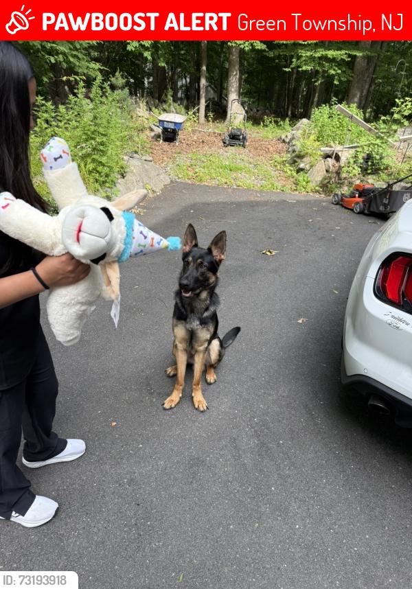 Lost Male Dog last seen Near Perona Rd, Andover, NJ, Green Township, NJ 07821