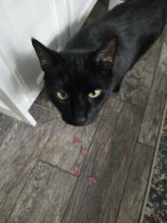 Reunited Male Cat last seen Near Andrew Dr, Seneca, SC 29678