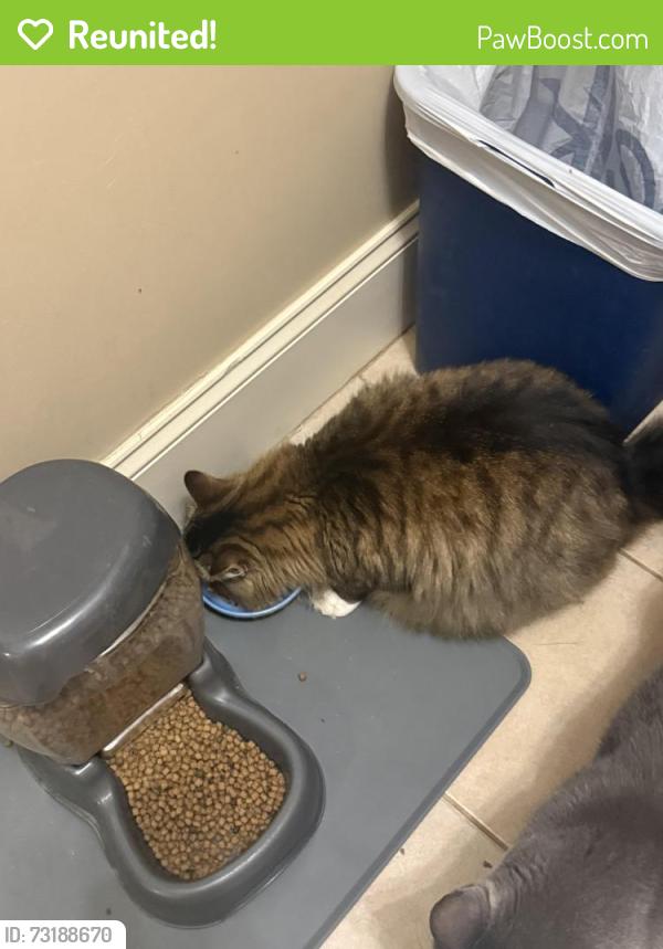Reunited Male Cat last seen Near Duncans Ridge Way, Fuquay Varina NC, Fuquay-Varina, NC 27526