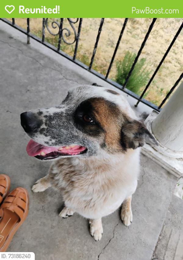 Reunited Male Dog last seen Rose park , Chicago street, Salt Lake City, UT 84116