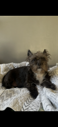Reunited Female Dog last seen Cordone Ave & Taylor Street - right by the Nissan Dealership off Kietzke, Reno, NV 89502