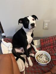 Reunited Female Dog last seen Parkside Manor and Eleanor C Lawrence Park, Chantilly, VA 20151