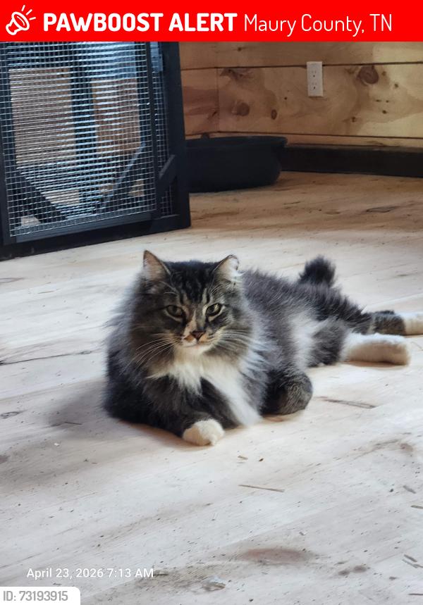 Lost Male Cat last seen Cave Springs and Leipers Creek Rd, Chestnut Ridge and 247, Maury County, TN 38482
