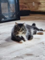 Lost Male Cat last seen Cave Springs and Leipers Creek Rd, Chestnut Ridge and 247, Maury County, TN 38482