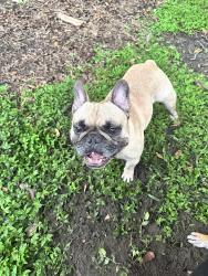 Reunited Male Dog last seen SE19th Ave & 35th St, Gainesville, FL 32641