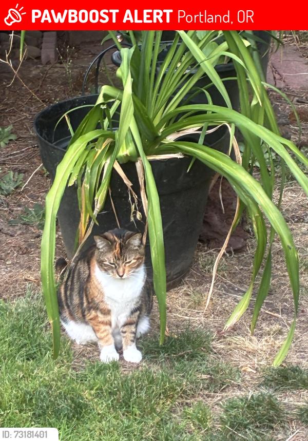 Lost Female Cat last seen Near SE Market St, Portland OR 97216, Portland, OR 97216