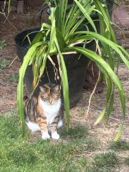 Lost Female Cat last seen Near SE Market St, Portland OR 97216, Portland, OR 97216
