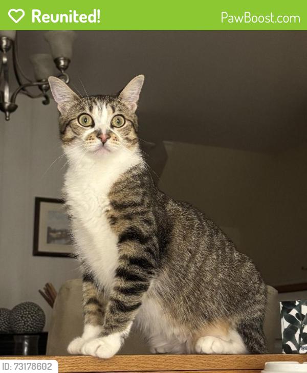 Reunited Female Cat last seen Bow River Crescent and Falconer, Mississauga, ON L5N 1J2